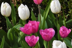 CatherineH-Tulipes-Photo1