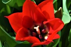 CatherineH-Tulipes-Photo2