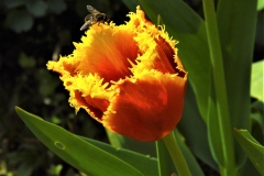 CatherineH-Tulipes-Photo3