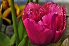 CatherineH-Tulipes-Photo4