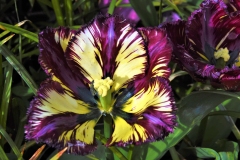 CatherineH-Tulipes-Photo5