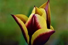 CatherineH-Tulipes-Photo6