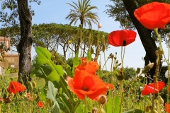 01_Printemps_Vence_20220511_114515_red