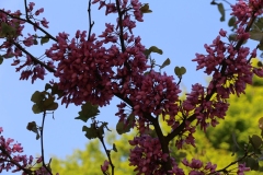 JFG-Printemps03