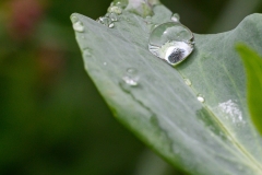AC-Macro-_DSC2106