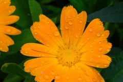 AC-Macro-_DSC2118