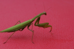 picod-2022_05-012