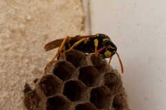 picod-2022_05-013