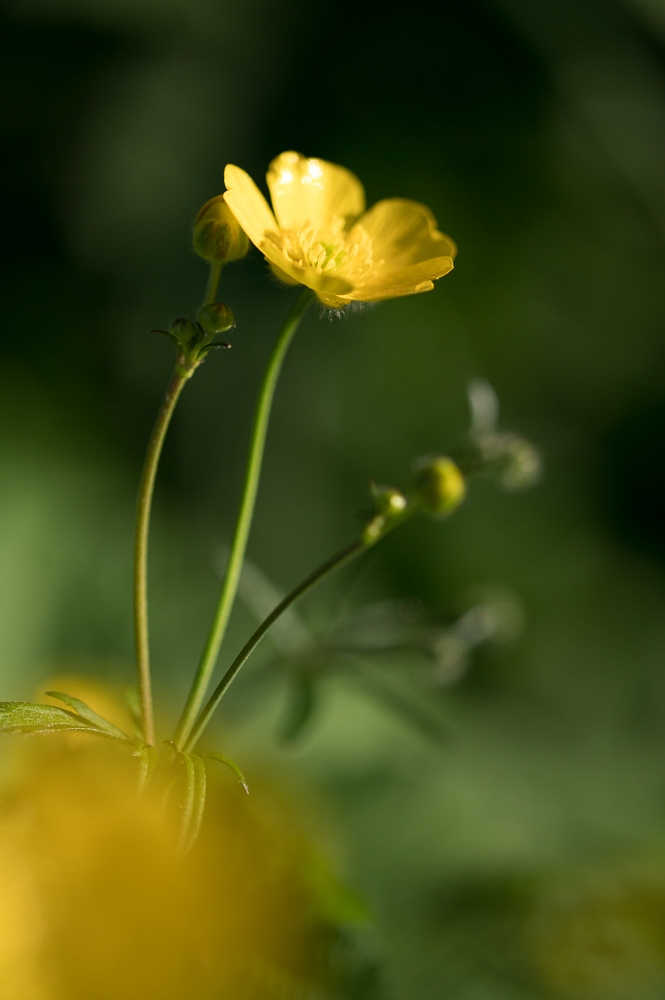 Helene-H-Macro-6