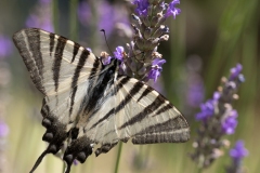 Helene-H-Macro-1