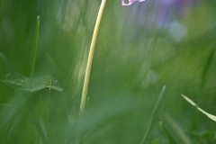 Helene-H-Macro-3