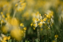 Helene-H-Macro-4
