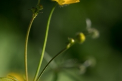 Helene-H-Macro-6