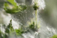 Helene-H-Macro-7