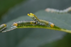 Helene-H-Macro-8