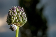 Jacques-MARCEL-Macro-1