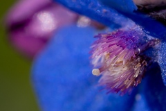 Jacques-MARCEL-Macro-3