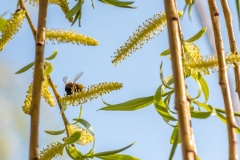 Jacques-MARCEL-Macro-5
