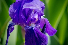 Iris