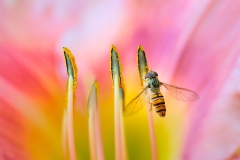 abeille-fleur1