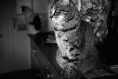 IMG_4398