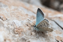 Petites-Betes-de-Provence-2