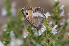 Petites-Betes-de-Provence-5