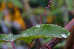 DSCF9693