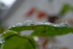 DSCF9740
