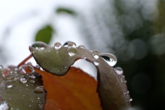 DSCF9751