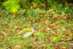 25092020-DSC_2038