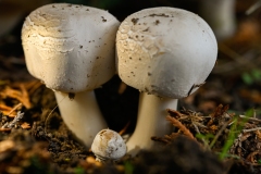 Octobre-1