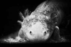 2-Axolotl