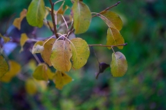 Feuilles_Alain-C_DSC7834