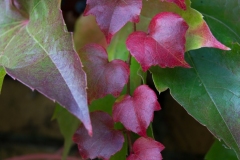 Feuilles-1-Annette-S