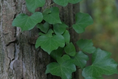 Feuilles-2-Annette-S
