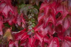 Feuilles-3-Annette-S