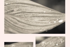 Feuilles-5-Annette-S