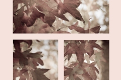 Feuilles-6-Annette-S