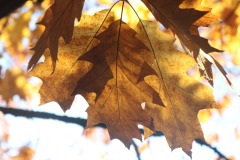 20221121_Feuilles_Arnaud-V