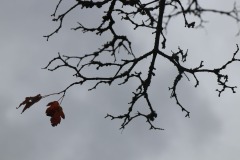 20221121_Feuilles_Arnaud-V