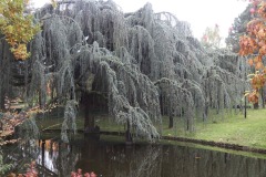 20221121_Feuilles_Arnaud-V