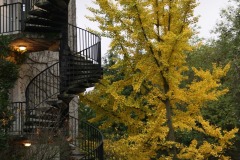 20221121_Feuilles_Arnaud-V
