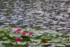 20221121_Feuilles_Arnaud-V