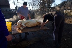 Campulung-cochon-12-2022-IMG_3533
