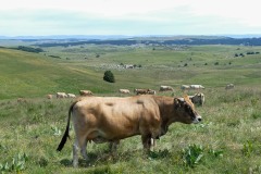 aubrac1-2