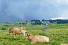 aubrac2-2