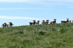aubrac3-2