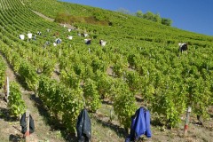 sancerrois1-2