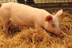 6.-cochon-SA